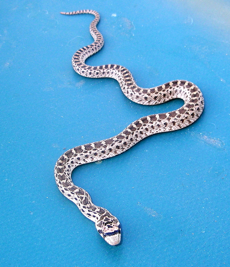 White Snake Fairy Tale men community emotions