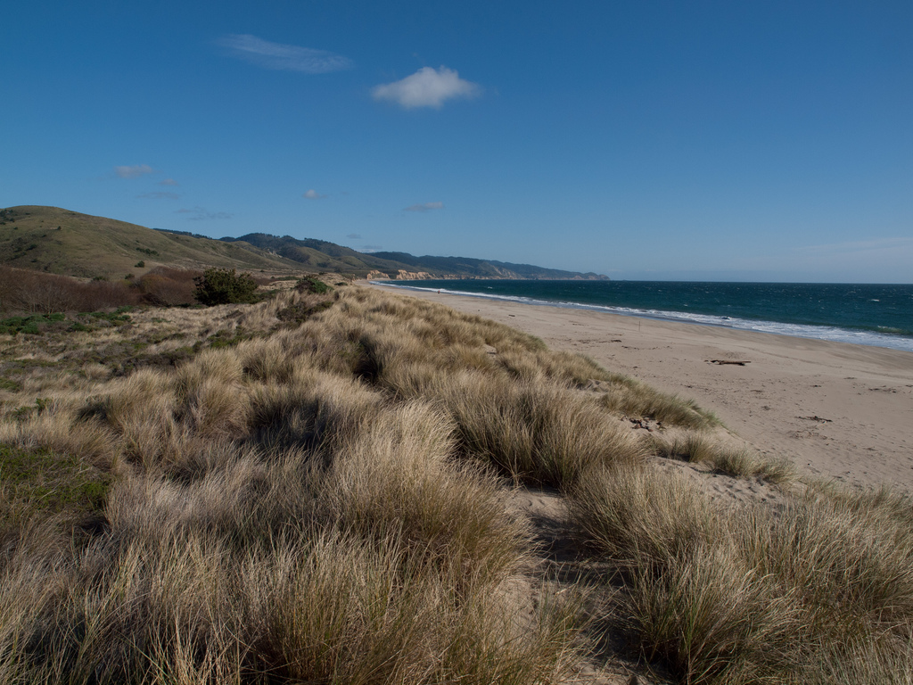 Limantour Beach inspiration